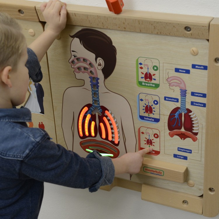 MASTERKIDZ Tablica Edukacyjna Układ Oddechowy Montessori