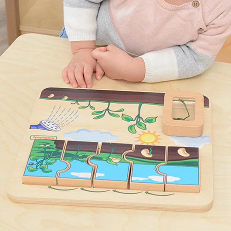 MASTERKIDZ Drewniana Tablica Cykl Życia Fasoli